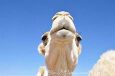 Camel Abaya